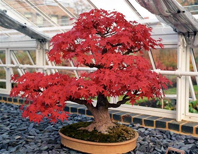 bonsai_k111________________________________.jpg