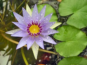 Nymphaea_Daubenyana1.jpg