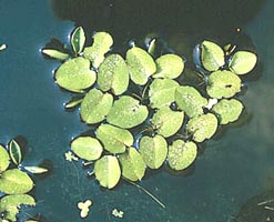 salvinia_natans.jpg