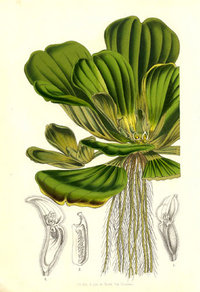 Pistia__vadianoi_salat.jpg