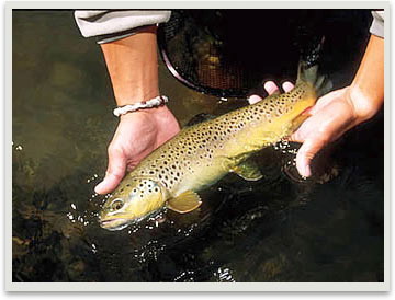 Flyfishing_main2.jpg