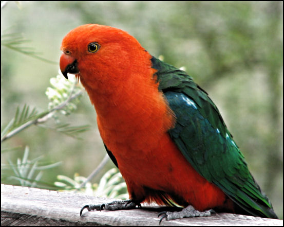 king_parrot_sep06.jpg