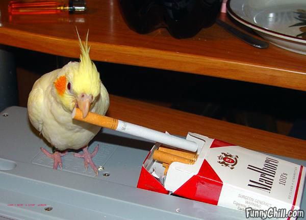 bird_taking_a_smoke.jpg