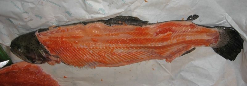 Fish_001__800x600_.jpg