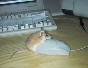 mice_mating.jpg