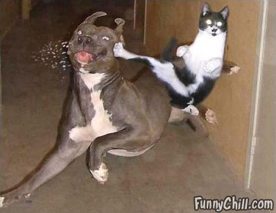 ninja_kick_cat.jpg