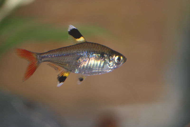 800px_Pristella_tetra1.jpg