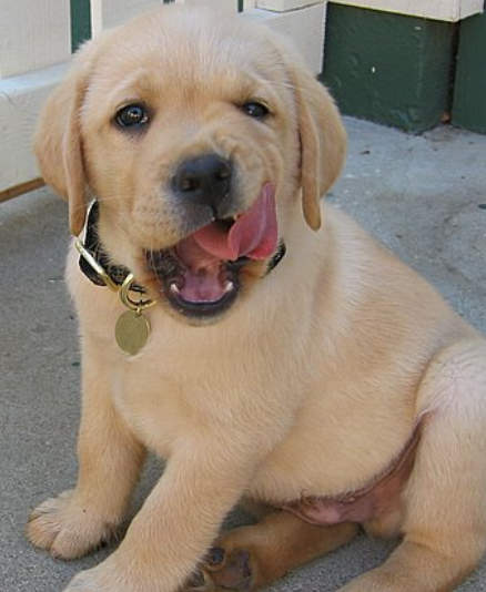 labrador_puppy_yellow_tongue.jpg