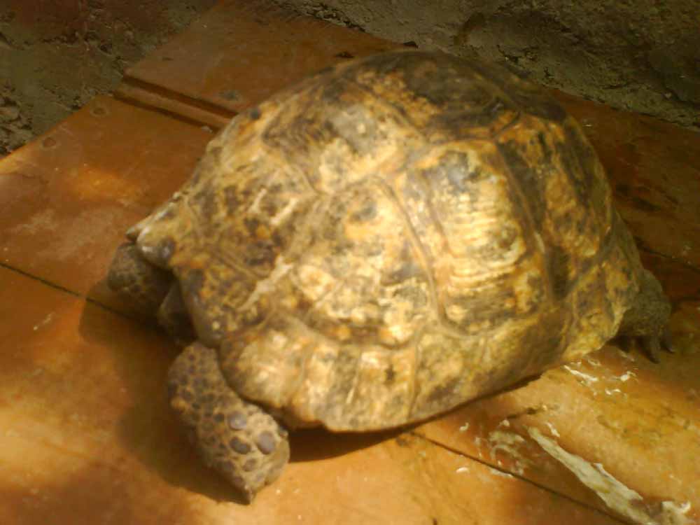 kukuruku.JPG