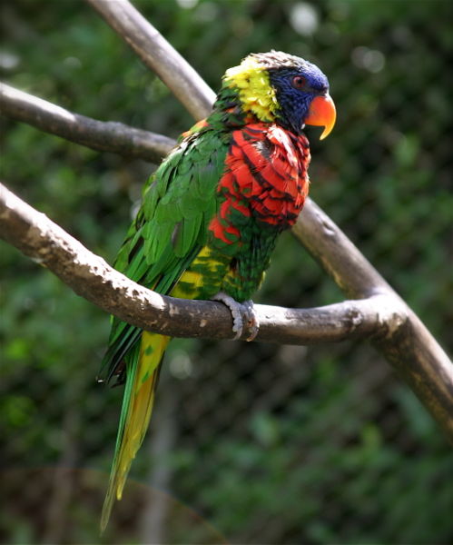 499px_Green_NapedLorikeet.jpg