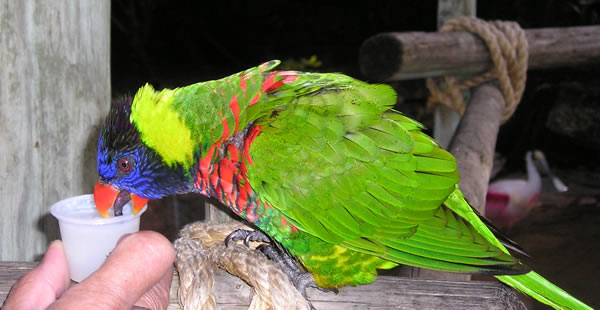 Small_Parrot_Drinking.jpg