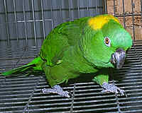 auropalliata.jpg