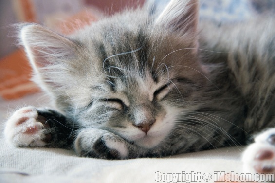 sleeping_kitten.jpg