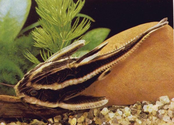 platydoras.jpg