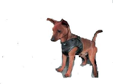 dog_safe.jpg