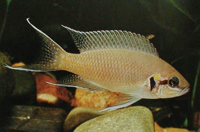 neolamprologus20bricharea4.jpg