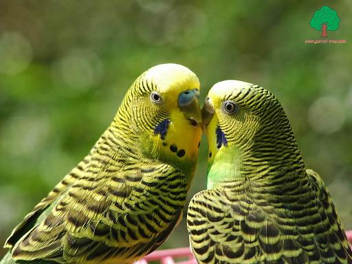 Wallpapers___Parrots___49.JPG