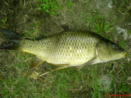 DSC00096.jpg
