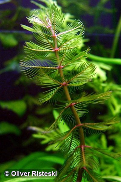 eurasian_watermilfoil_profile.jpg