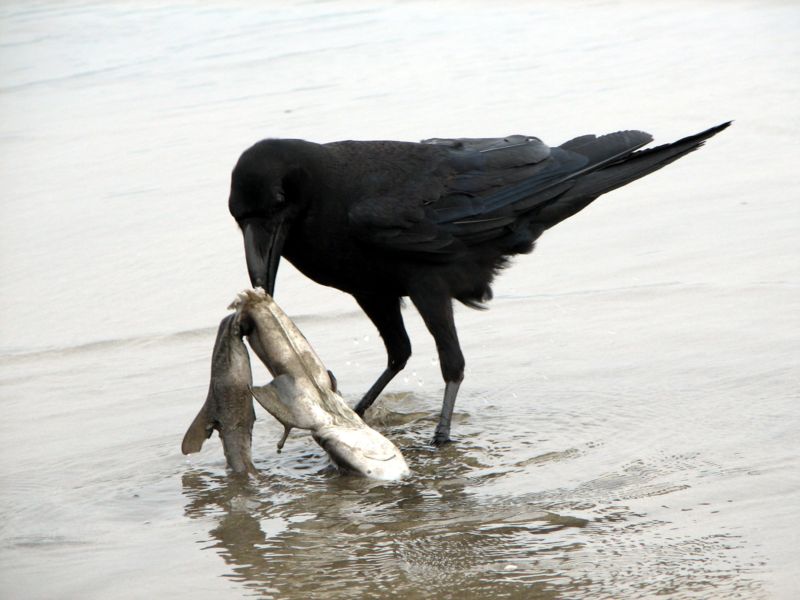 800px_Raven_scavenging_on_a_dead_shark.jpg