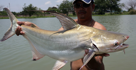 080715_monster_fish_big.jpg