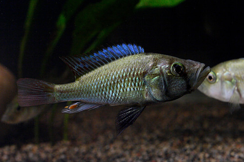 orthostoma022_500.jpg