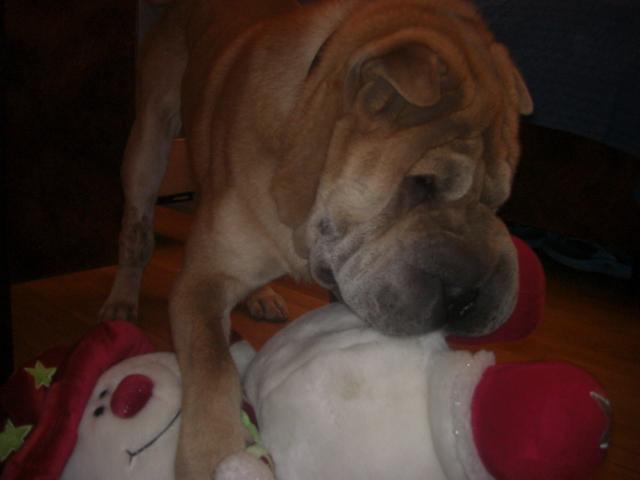 balu11.jpg