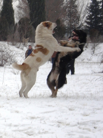 karate.JPG