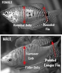 femaleGourami.jpg