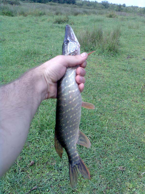 pike01.jpg