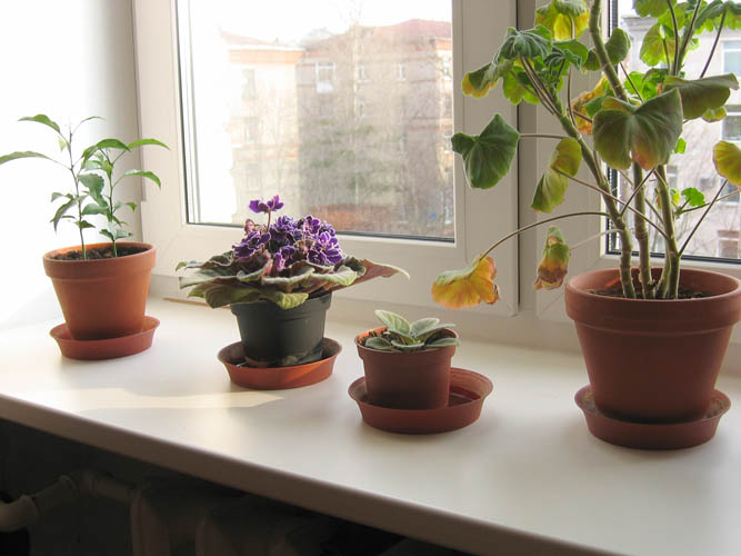 pflowers_sm.jpg