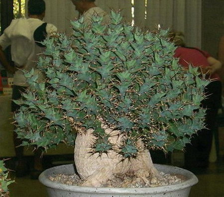 Euphorbia_2520clavigera.jpg