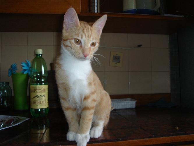 DSC03742.JPG