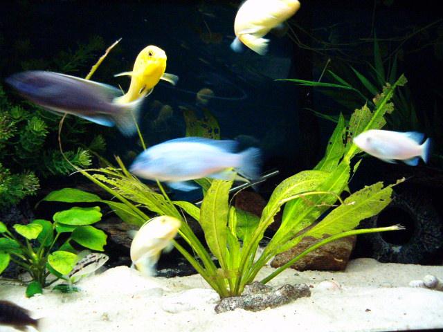 African_20Cichlid_20Tank.jpg