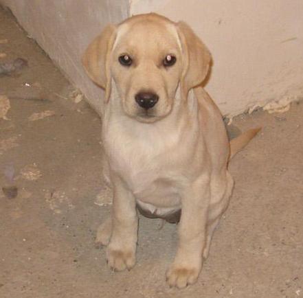 labradoriiiii.JPG