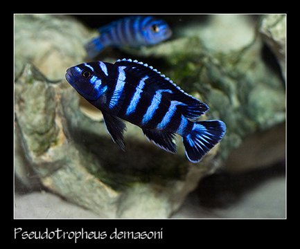 Pseudotropheus_demasoni_Pombo.jpg