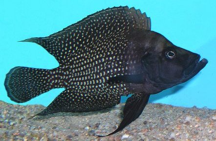 Altolamprologus_calvus_Black_Pectoral_male.jpg