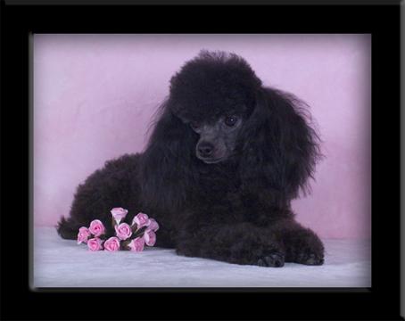 blackbeauty.jpg