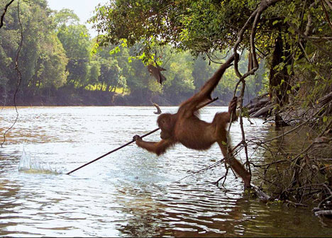 orangutan_fishing_spear.jpg