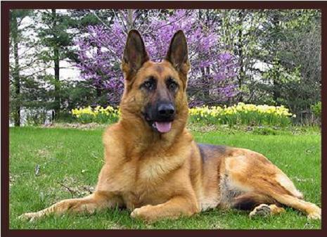German_Shepherd_Dog.jpg