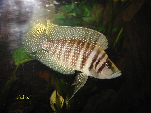 altolamprologus_calvus_1.jpg