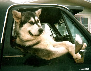 AlaskanMalamuteJack1.jpg