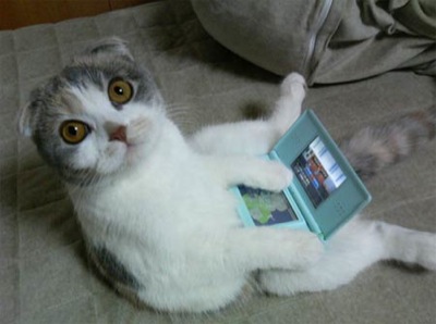 cat_ds.jpg