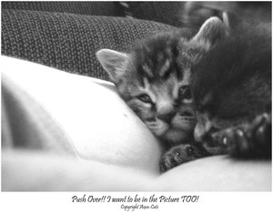 Push_Over_by_Aoxa_Cats.jpg