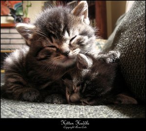 Kitten_Huddle___In_Colour_by_Aoxa_Cats.jpg