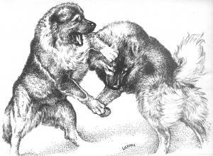 Caucasian_Ovcharka_fight_drowing_1.jpg