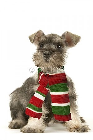 Dog_Schnauzer_puppy_wearing_a_scarf_644853.jpg
