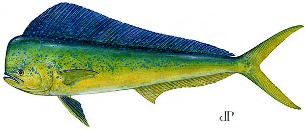 LBF_Dolphin.jpg