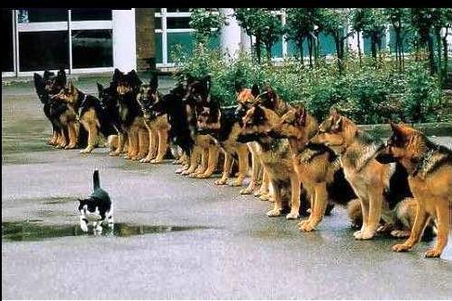 PoliceDogSch.jpg