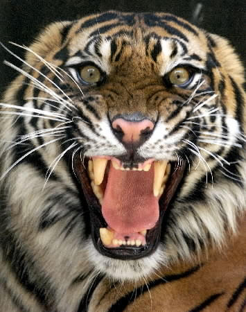 Tiger.jpg